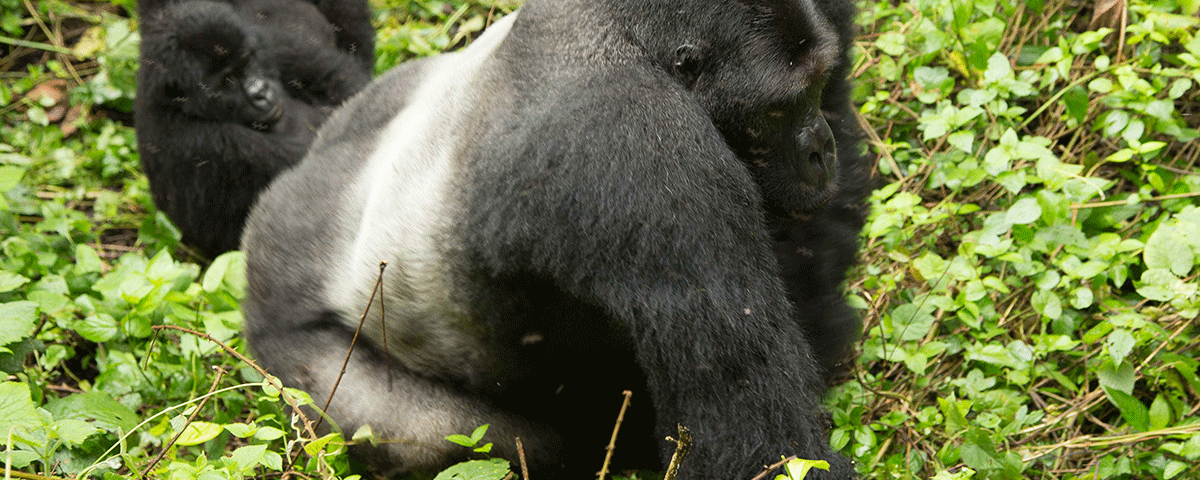 Gorilla Trekking Congo Budget