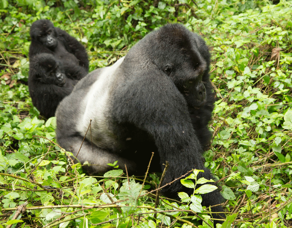 Gorilla Trekking Congo Budget