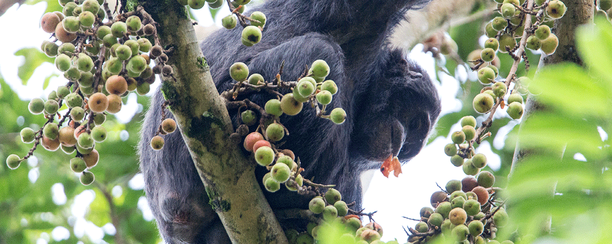 Chimpanzee Tracking Kibale National Park