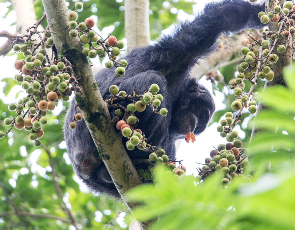 Chimpanzee Tracking Kibale National Park