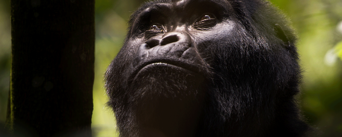 Uganda primate