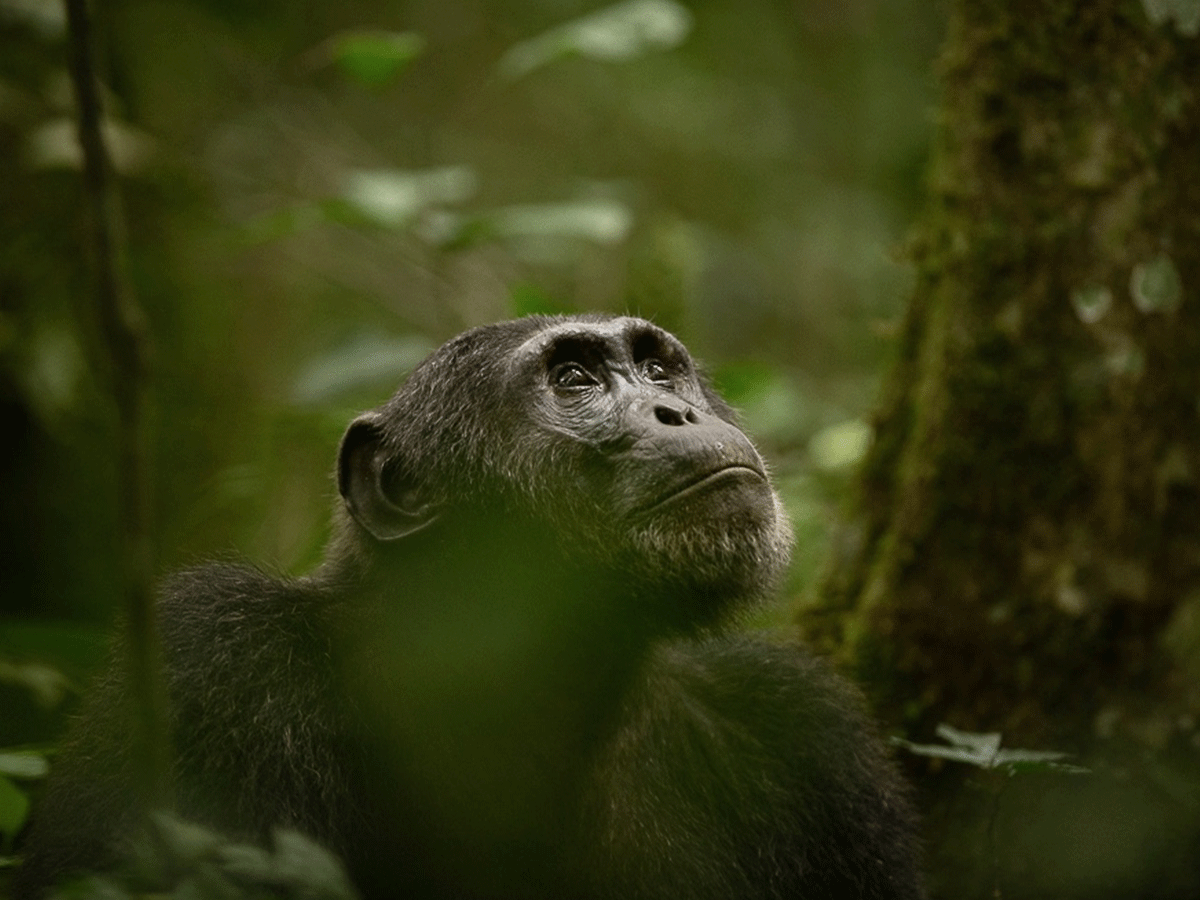 gorillas and chimpanzee safari